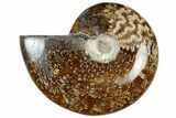 Polished Cretaceous Ammonite (Cleoniceras) Fossil - Madagascar #312196-1